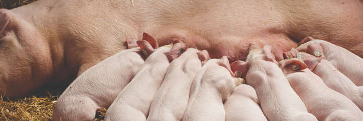 blattin in der praxis schwein Blattisan Ferkel Starter banner Alternative blattin in der praxis schwein Blattisan Ferkel Starter banner Alternative